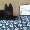 10 Week Old Or 11 Week Old Black, White, Sable, Bi-Color German Shepherd Puppies