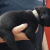 Cane Corso puppies for sale 