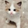 Ragdoll Kittens in Winston-Salem - Purebred - Ready Oct 15