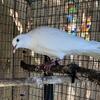 White Doves which make excellent pets or great aviary birds