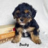 Bucky CKC Yorkipoo Hess Pooches LLC