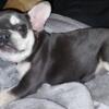 AKC female lilac tan point French bulldog