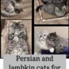 Persian cats and lambkin male