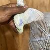 $100 Parrotlets sale