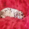 Great Dane puppies for sale