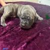 Presa canario puppies 3 weeks