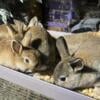 Mixed Baby Bunnies! 