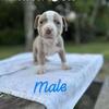 POCKET AMERICAN BULLY