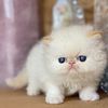 Cfa registered dream persian himalayan kittens. Snuggly babies