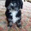 Mini Shih-Poo Puppies! Available now!