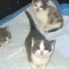 Beautiful Kittens available