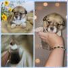 AKC Triple clear corgi puppies