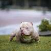 TRIPLE J BULLYS SKILLA BABY OPEN FOR STUD