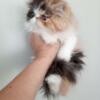 CALICO Pure Extreme Face Persian Female