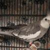 Male Cockatiel