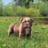 Buzz olde english bulldog