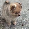 Sable-Merle Male Pomeranian Puppy