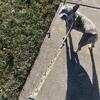 1yr old male blue Merle franchie