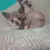 Sphynx Kittens for Rehoming