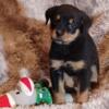Akc DNA tested Rottweiler puppies