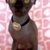 sphynx kittens for rehome