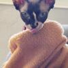 Small Female Sphynx Cat