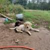 Purebred lab puppies