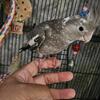 Cockatiel 