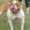 AMERICAN BULLDOG PUPPIES.