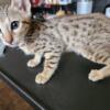 Savannah Bengal mix