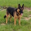 German Shepherd female black/tan