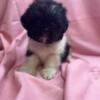 CKC Female Shih Tzu’s Ready Now!!