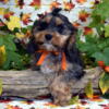 Cavapoo Puppies Ready To Go