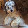 Poodle mix young adults 