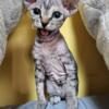 Sphynx kittens for rehoming