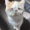 Rare Blue Eyed Exotic Kittens from dbe program