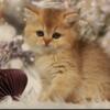 NEW Elite British kitten from Europe with excellent pedigree, female. Nikol