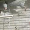 Parrolets