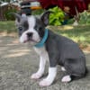 Brianna the Female Blue & White Boston Terrier Puppy