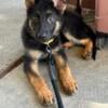 Male German Shepherd