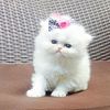 Sapphire blue eyes persian girl, 3 month old