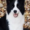 AKC Puppies