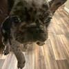 French bulldog pups