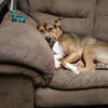UKC 6 Year Old Male