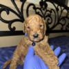 Goldendoodle puppies