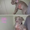 🔥 Purebred XL Bully Puppies – Elite Pedigree 🔥