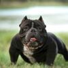 Exotic Bully