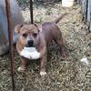 American Bully