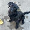 Loving labradoodle