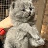 British shorthair kittens